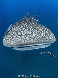 Dome to Dome

Whale Shark - Rhincodon typus

Sail Roc... by Stefan Follows 